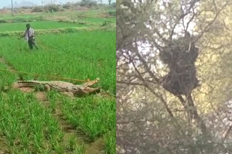 Crocodile entered the field and bear climbed the tree