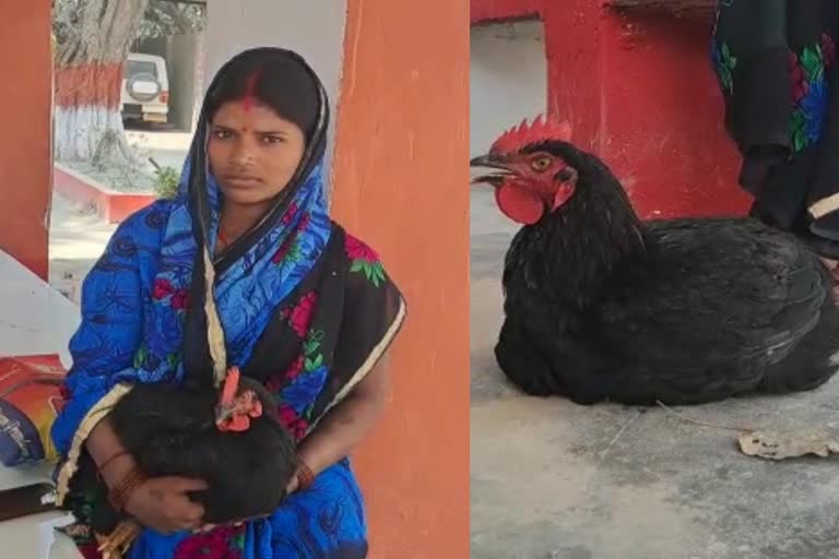 chicken-leg-broken-due-to-neighbor-dispute-in-bettiah