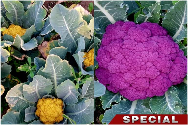 Colouring Cauliflower Cultivate