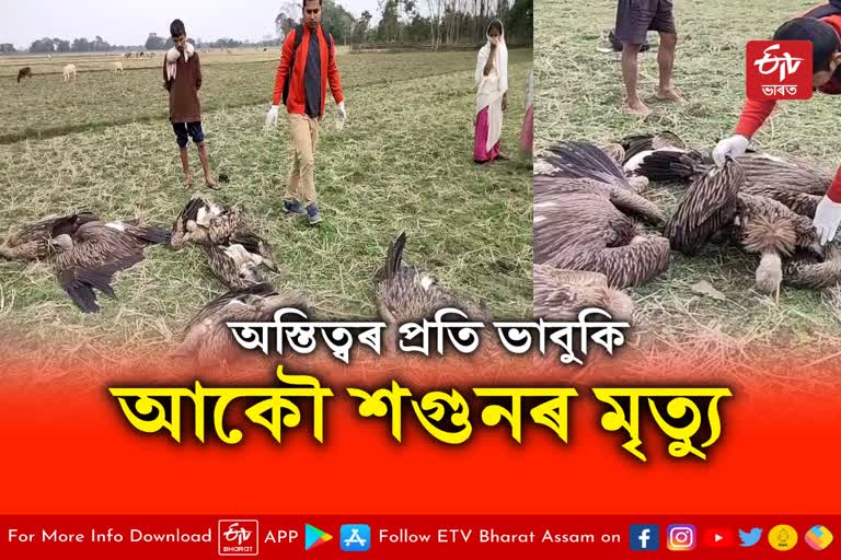 Vulture death at Dhakuakhana