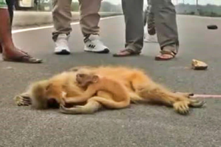 Baby Golden Langur tries to wake up mother killed by speeding vehicle in Assam, incident evokes outcry