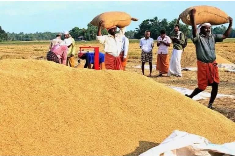 Supplyco in crisis  നെല്ലു സംഭരണത്തില്‍ നടുവൊടിഞ്ഞ് സപ്‌ളൈകോ  സപ്‌ളൈകോ നെല്ലു സംഭരിക്കുന്നത്  സപ്‌ളൈകോ വലയുന്നു  Supplyco paddy procurement  paddy procurement Kerala crisis  Supplyco Kerala financial crisis  സപ്‌ളൈകോ നെല്ല് സംഭരണ പ്രതിസന്ധി  കേരളത്തിലെ നെല്ല് സംഭരണം