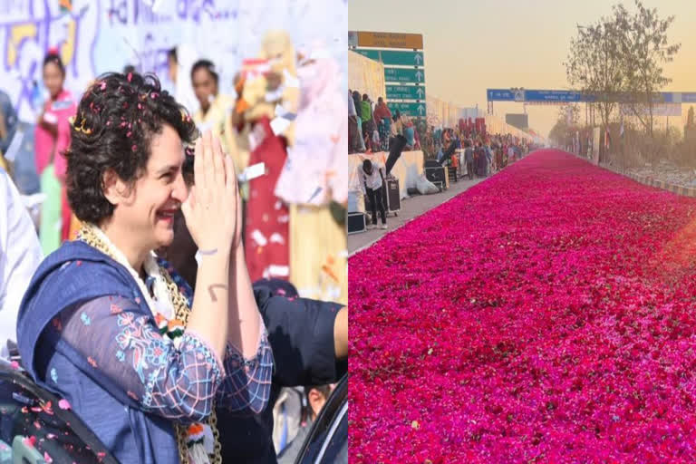 6,000 Kg Rose Carpet Welcome for Congress Leaders Attending Plenary Session in Raipur