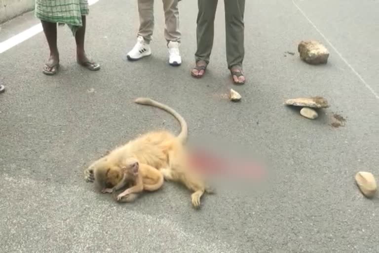 viral video of baby golden langur  golden langur tries to wake up mother  assam viral video of baby moneky  monkey road accident  golden langur  emotional video of monkey  latest national news  latest news in assam  latest news today  കുട്ടിക്കുരങ്ങന്‍  വാവിട്ട് കരഞ്ഞ് കുട്ടിക്കുരങ്ങന്‍  കുട്ടിക്കുരങ്ങന്‍റെ ദൃശ്യങ്ങളാണ്  ആസം  ഗീസ് ഗോള്‍ഡണ്‍ ലാന്‍ഗൂര്‍  വൈല്‍ഡ് ലൈഫ് ഫോട്ടോഗ്രാഫര്‍ സഞ്ജിബ് ഗോഹിൻ  വൈറലായ കുരങ്ങിന്‍റെ വീഡിയോ  അമ്മ കുരങ്ങിനെ നോക്കി വാവിട്ട് കരയുന്ന കുരങ്ങന്‍  ആസം ഏറ്റവും പുതിയ വാര്‍ത്ത  ഇന്നത്തെ പ്രധാന വാര്‍ത്ത  ഏറ്റവും പുതിയ ദേശീയ വാര്‍ത്ത