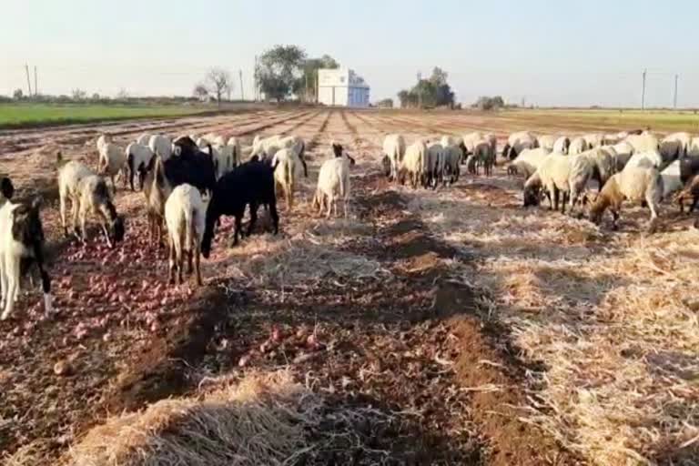 Onion Farmers Ire in Rajkot : ડુંગળીએ ખેડૂતોને રડાવ્યા, પોષણક્ષમ ભાવ નહીં મળતા તૈયાર મોલને પશુઓ માટે ખુલ્લો મૂક્યો