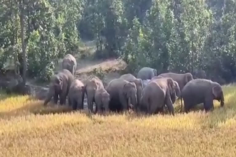 elephants killed 10 people in district