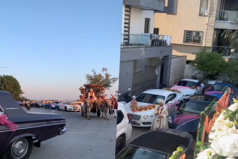 Wedding procession with more than 100 luxury cars  Bridegroom on bullock cart  Wedding procession with luxury cars  100 luxury cars and Bridegroom on bullock cart  അത്യാഢംബരങ്ങള്‍ക്ക് നടുവില്‍  കോടികള്‍ വിലയുള്ള 100 കാറുകള്‍ക്ക് നടുവില്‍  100 കാറുകള്‍ക്ക് നടുവില്‍ കാളവണ്ടിയിലിരുന്ന്  കാളവണ്ടിയിലിരുന്ന് കതിര്‍മണ്ഡപത്തിലെത്തി വരന്‍  പ്രത്യേകം തയ്യാറാക്കിയ കാളവണ്ടി  ബിജെപി നേതാവിന്‍റെ പുത്രന്‍  ബിജെപി നേതാവ്  ഭാരത് വാഗസിയ  കാറുകള്‍  സൗരാഷ്‌ട്ര പാരമ്പര്യം  സൗരാഷ്‌ട്ര  വരന്‍