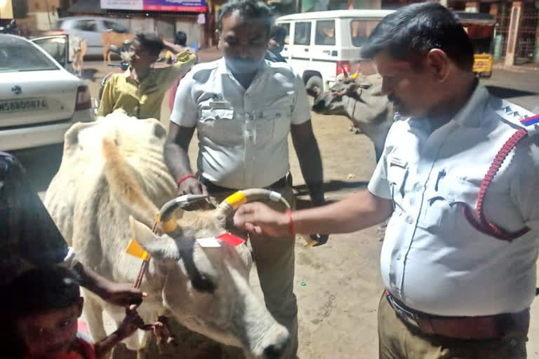 மாடுகளின் கொம்பில் ஒளிரும் ஸ்டிக்கர்கள்