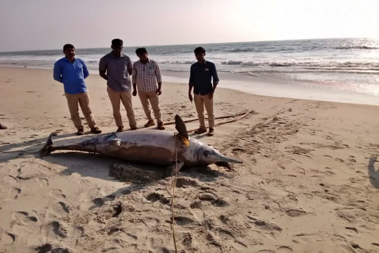 ಡಾಲ್ಫಿನ್ ಕಳೇಬರ ಪತ್ತೆ