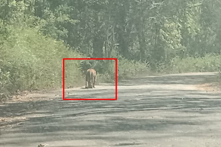 Tiger Found In  Kodagu