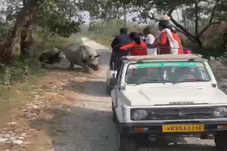 Rhino attack on tourist gypsy