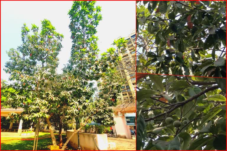 Rudraksha Tree