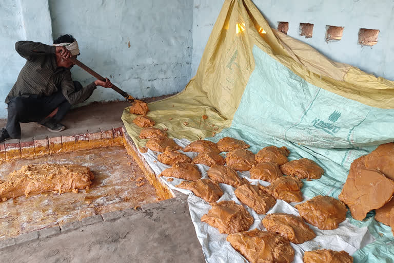 Farmers of Barnala making jaggery in indigenous way