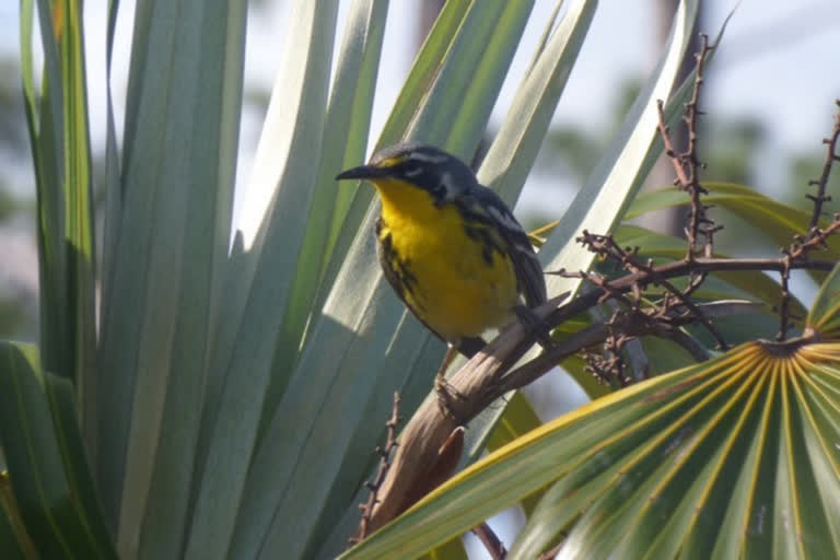 Endangered Bahamas bird