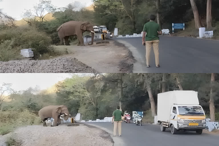 wild elephant came to cross the road and waited for other vehicles to pass