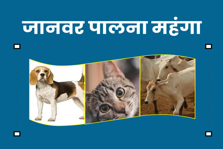 Animals will be expensive in MP