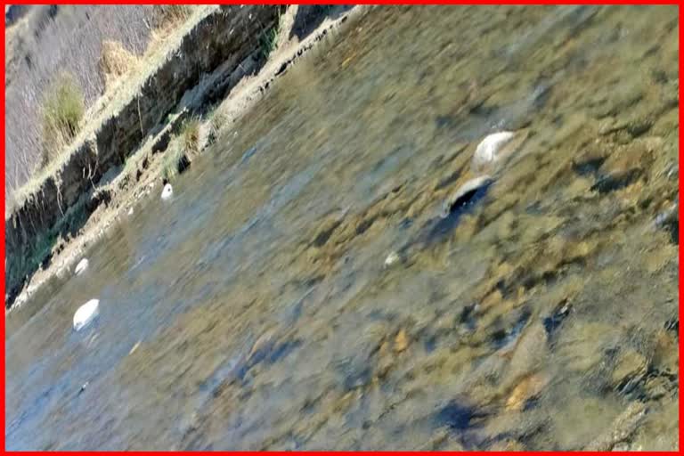 Dead body found in Pabbar river in Rohru