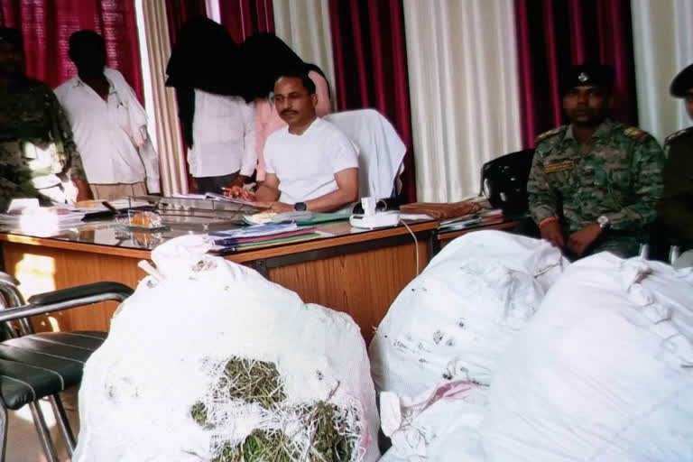 Palamu police destroyed illegal cannabis crop