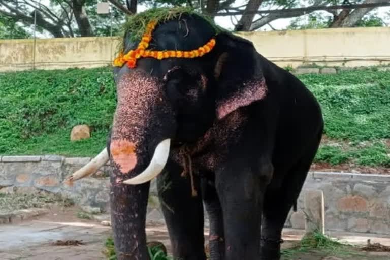 Elephants at Wedding in West Bengal: Bride and Groom Flee on Bike After Herd  of Jumbos Turns Up as 'Uninvited Guests' at Ceremony