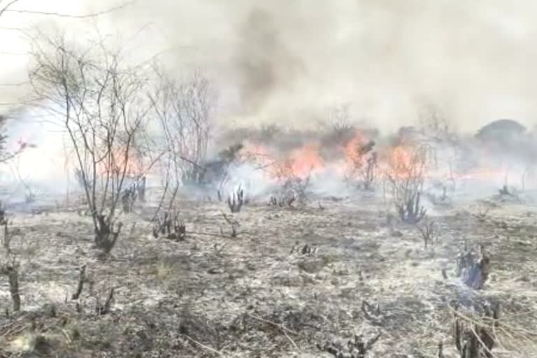 Forest Fire In Amroha