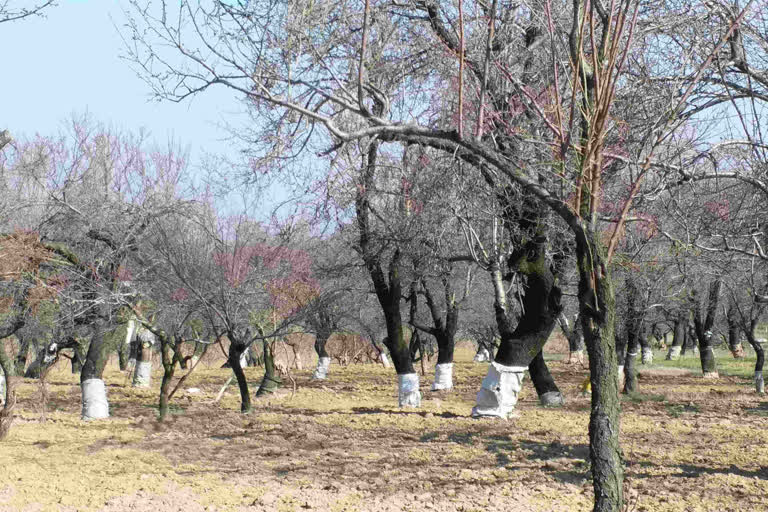 محمکہ باغبانی کی عدم توجہی کے سبب بادام صنعت دن بدن ہورہی ہے زوال پذیر