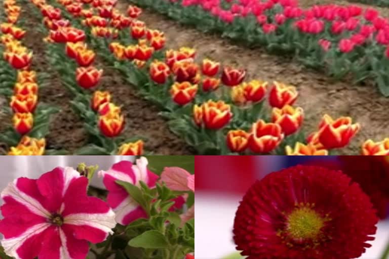 CSIR-Floriculture Mission