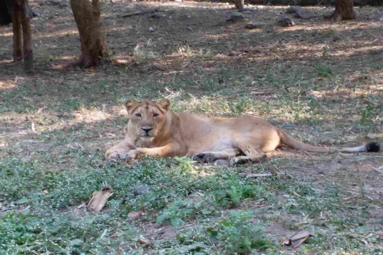 Sakkarbagh Zoo : વર્ષના પ્રારંભે જ સક્કરબાગ પ્રાણીસંગ્રહાલયમાં સિંહ બાળનો જન્મ થાય તેવી ઉજળી શક્યતા