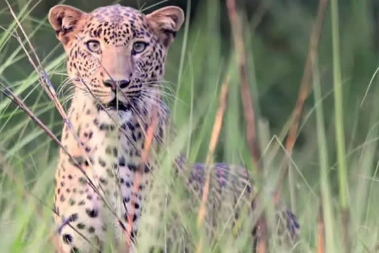 man fights a leopard