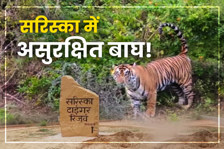Sariska is not safe for tigers