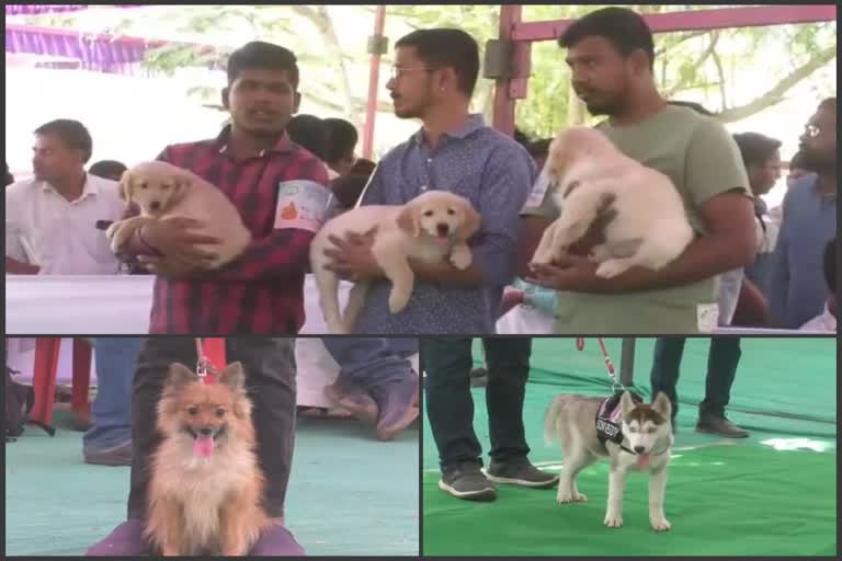 Dog show in kalburgi