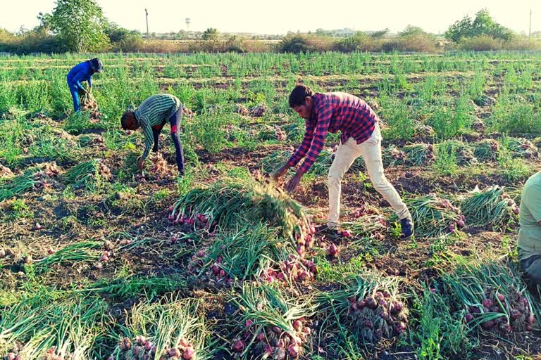 Onion Market Price : ડુંગળીના ભાવ રાતા પાણીએ રોવડાવતા ખેડૂતોએ ખેતર બકરાઓ માટે મૂક્યા ખુલ્લા