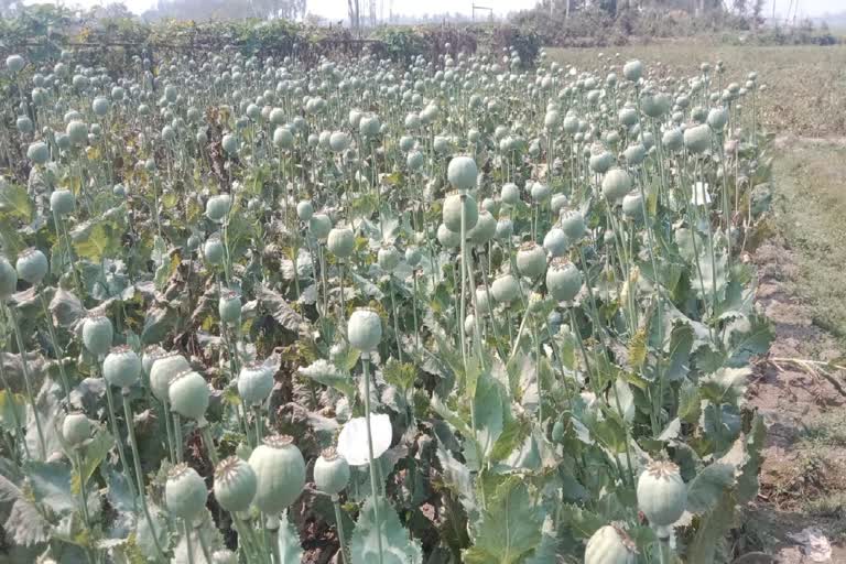 Illegal Poppy Cultivation ETV Bharat
