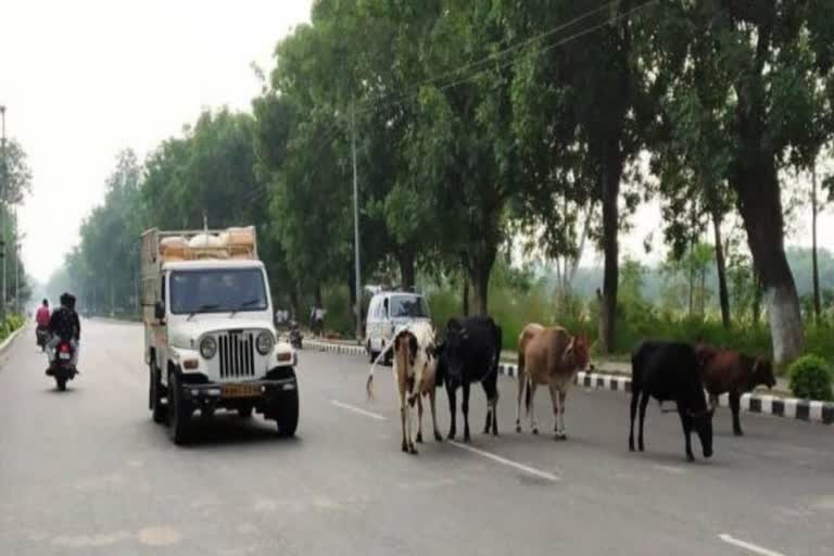 More than 18 lakh animals in Himachal