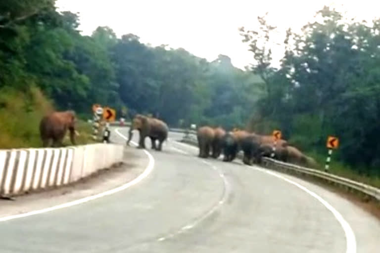 Elephant on National Highway