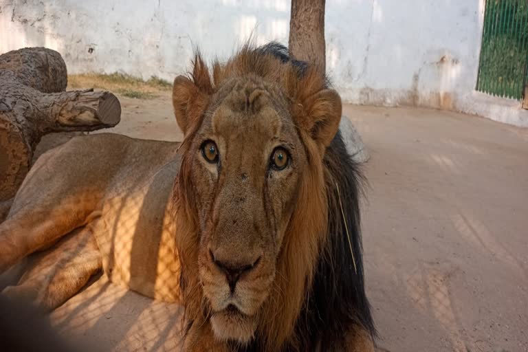 Asiatic Lion: વનરાજ પણ વૃદ્ધ થાય, અમદાવાદમાં એશિયાટિક લાયન અનંતની વાટે