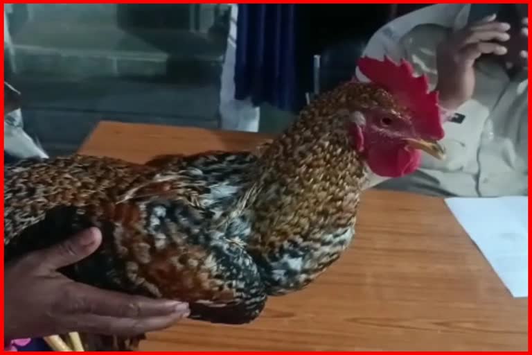 Cock Theft Case