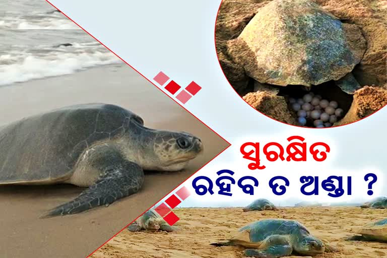 ଅଲିଭ ରିଡଲେଙ୍କ ଆଗମନରେ ନୂଆ ରେକର୍ଡ