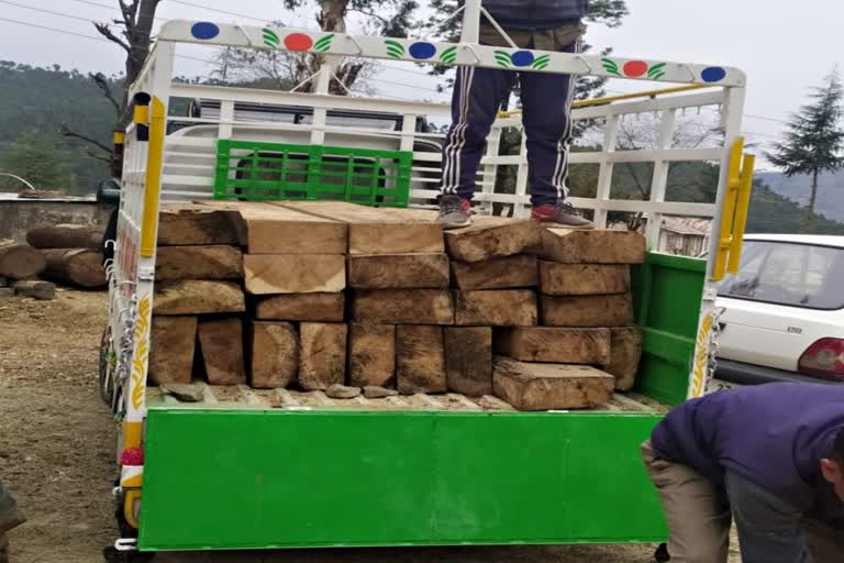 Illegal Deodar wood caught in Karsog