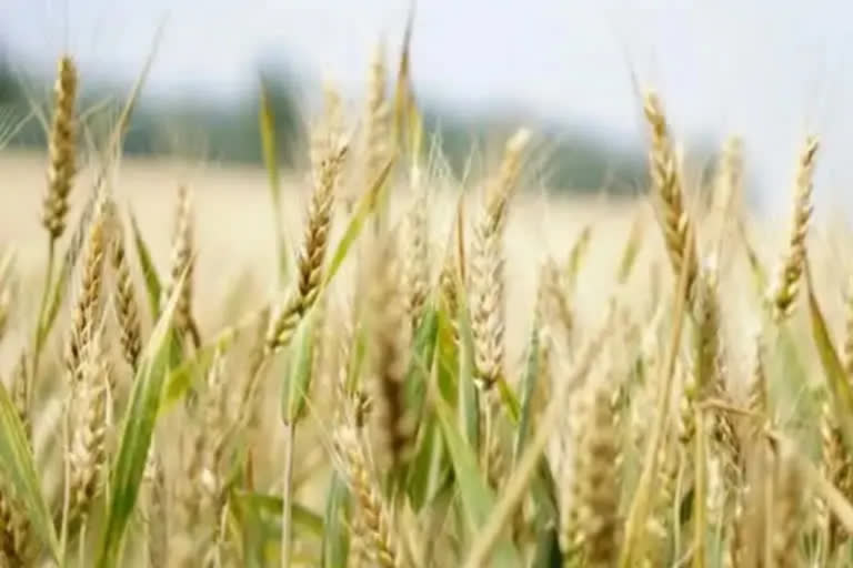 Wheat production expected to be hit by more than four million tonnes after warmer February