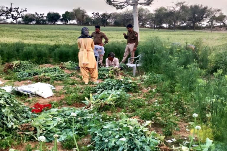 Iillegal opium farming in Nagaur, 12800 doda post sapling and 45 kg ganja seized, one arrested