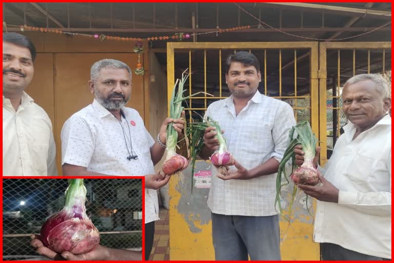 Onion Weighting 800 Grams In Sangli