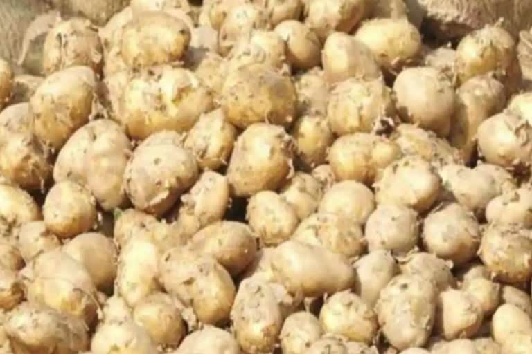 Potato farming in pauri