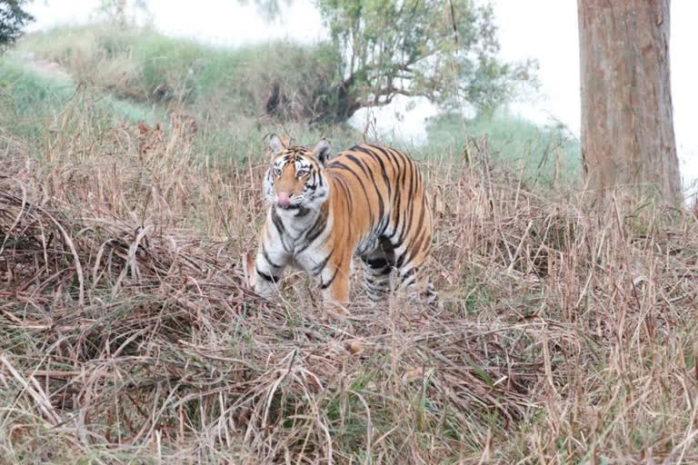 Kanha National Park Tiger attacked Forest guard