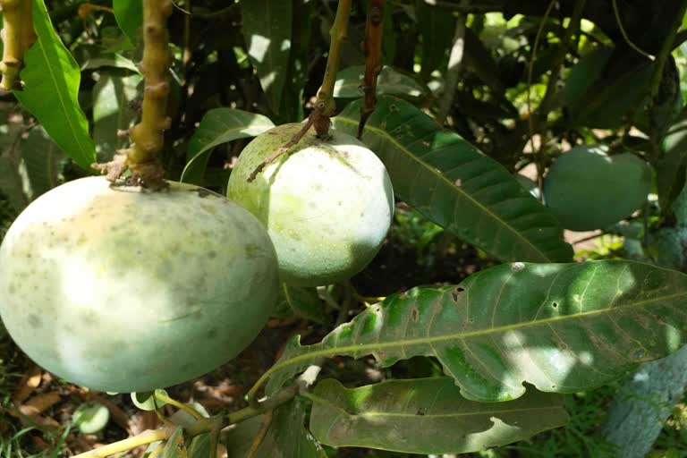 Mango Cultivation in Bhalchhel : ભાલછેલના પ્રગતિશીલ ખેડૂતે કેરીની ખેતીમાં અપનાવ્યો આંતરરાષ્ટ્રીય માર્ગ, દેશીવિદેશી આંબાનું કર્યું વાવેત