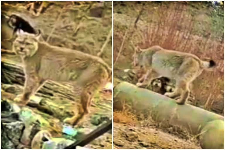 IFS officer shares video of rare Himalayan Lynx spotted in Ladakh; clip took internet by storm