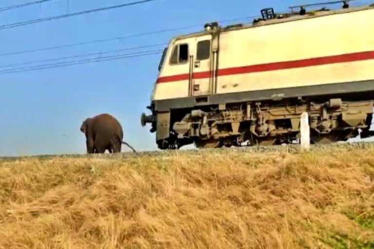 Magna elephant survived from rail accident in tamil nadu