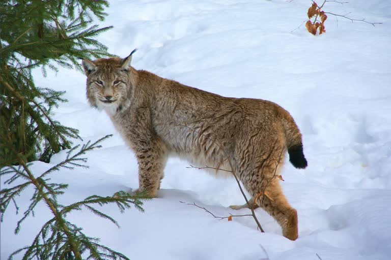 Rare Himalayan Lynx spotted in Ladakh  ഹിമാലയന്‍ ലിങ്ക്‌സ്  ട്വിറ്ററില്‍ പങ്കുവച്ച  Himalayan Lynx  Himalayan Lynx found in Ladakh  Himalayan Lynx video  ഹിമാലയന്‍ ലിങ്ക്‌സ് ലഡാക്കില്‍