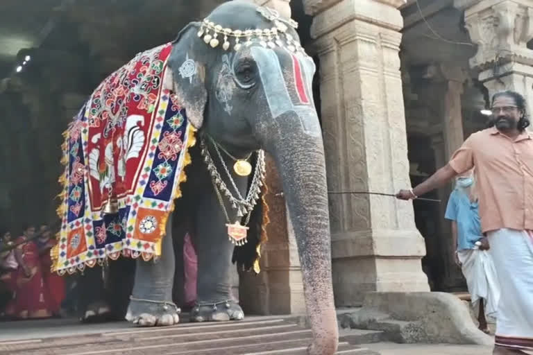 Elephant's birthday celebrated at Srirangam Ranganatha temple