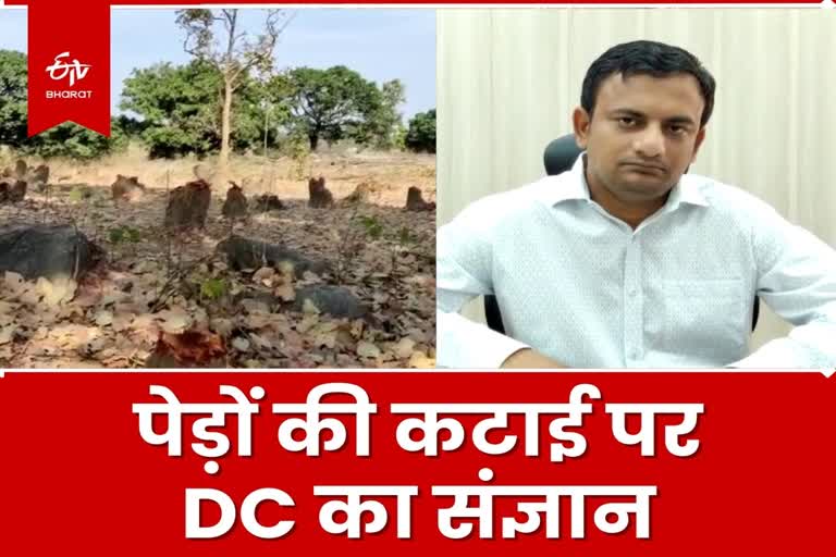 DC took cognizance of illegal cutting of trees in Khunti