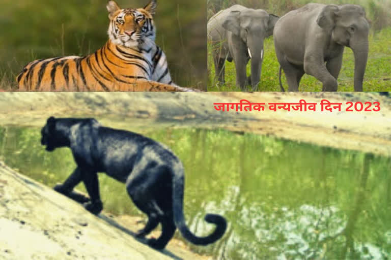 World Wildlife Day २०२३